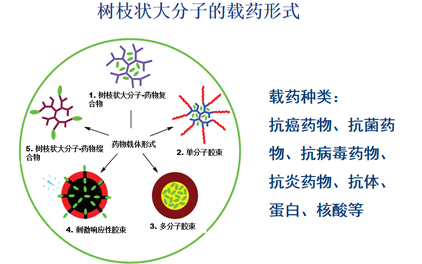 Dendritic polyamides are used in biomedical applications